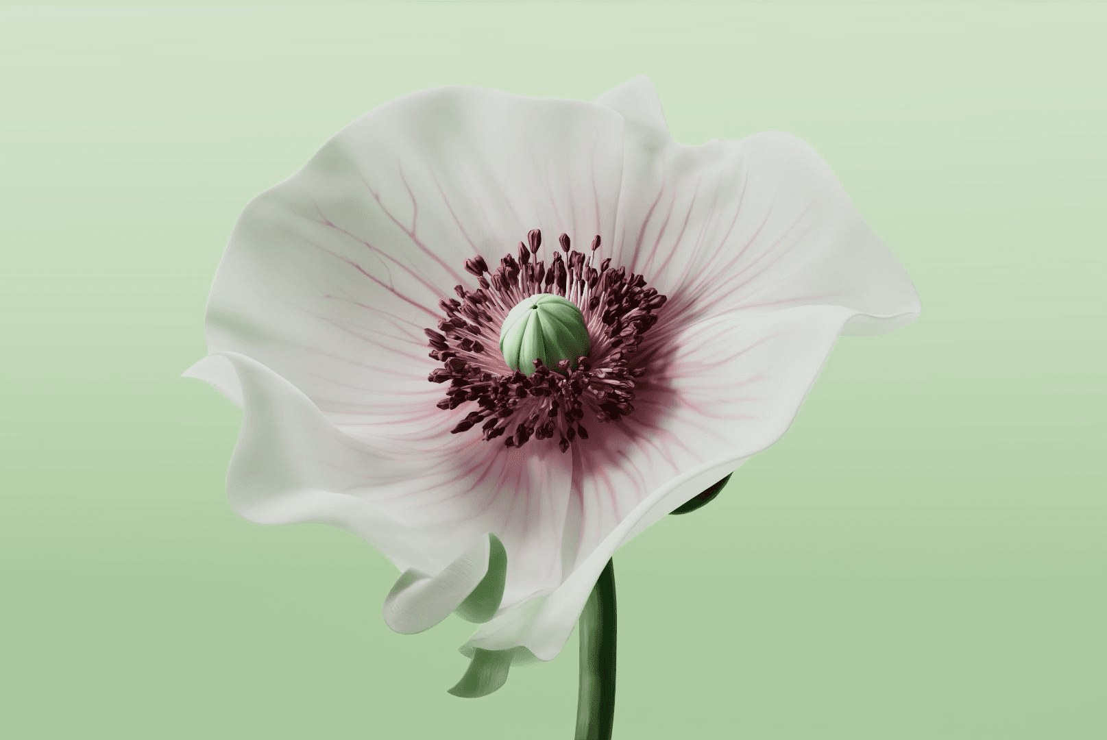 flower2